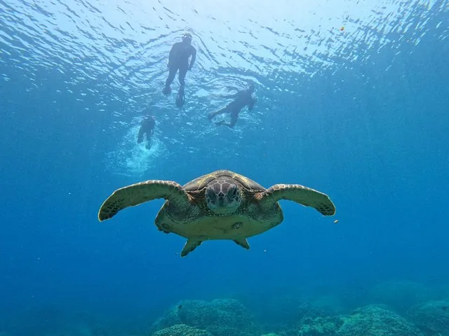 A sea turtle swims underwater with three snorkelers visible near the surface above.