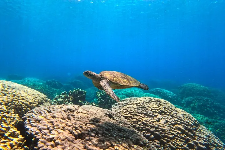 Eine Meeresschildkröte schwimmt über einem strukturierten Korallenriff in klarem blauem Wasser.