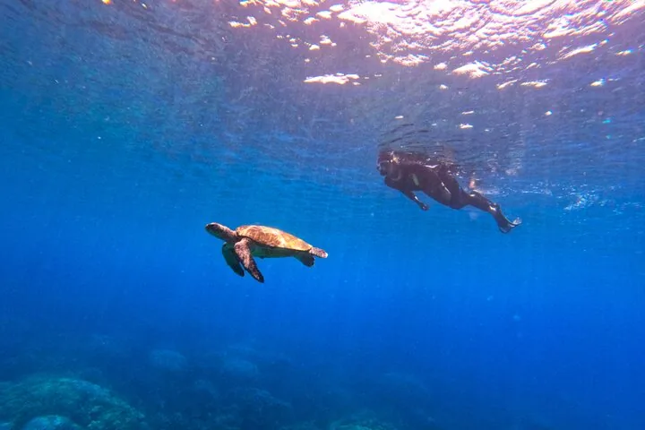 Eine Meeresschildkröte schwimmt unter Wasser, im Hintergrund ein Schnorchler in blauem Wasser.