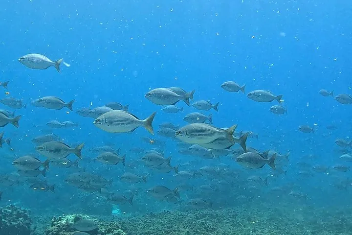 Ein großer Schwarm silberner Fische schwimmt über einem Korallenriff in blauem Wasser.