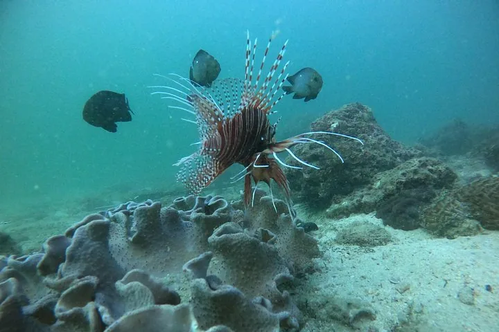 Un pesce leone che nuota vicino a formazioni coralline nell'oceano, con altri pesci nelle vicinanze.