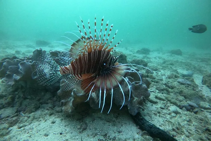 Un primo piano di un vivace pesce leone che staziona vicino al fondale sabbioso e ai coralli.