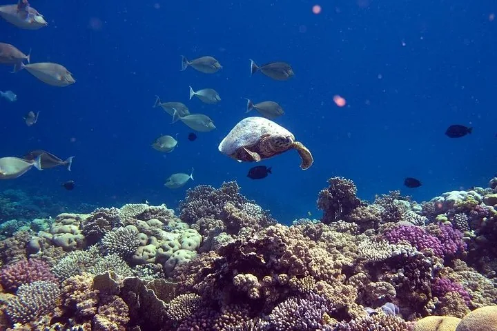 Eine Meeresschildkröte schwimmt unter Wasser zwischen einem vielfältigen Korallenriff und verschiedenen Fischen.