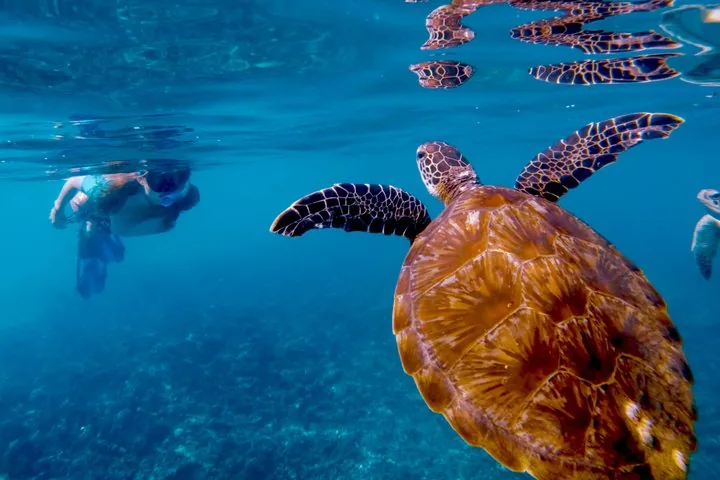 Ein Schnorchler schwimmt neben einer Meeresschildkröte nahe der Wasseroberfläche, wobei sich das Bild oben spiegelt.